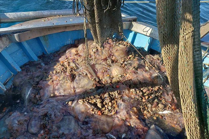 U ribarskim mrežama sve više meduza a sve manje ribe 